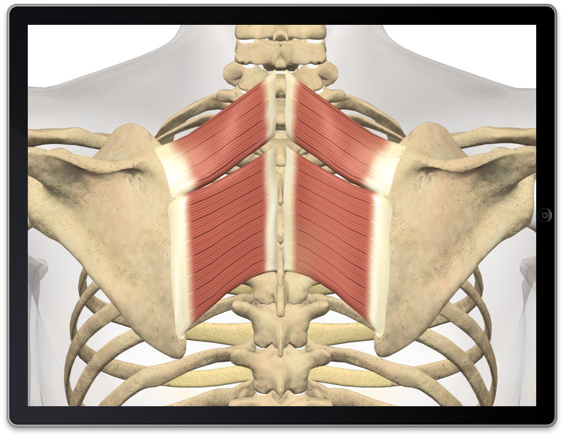 Rhomboid Major and Minor